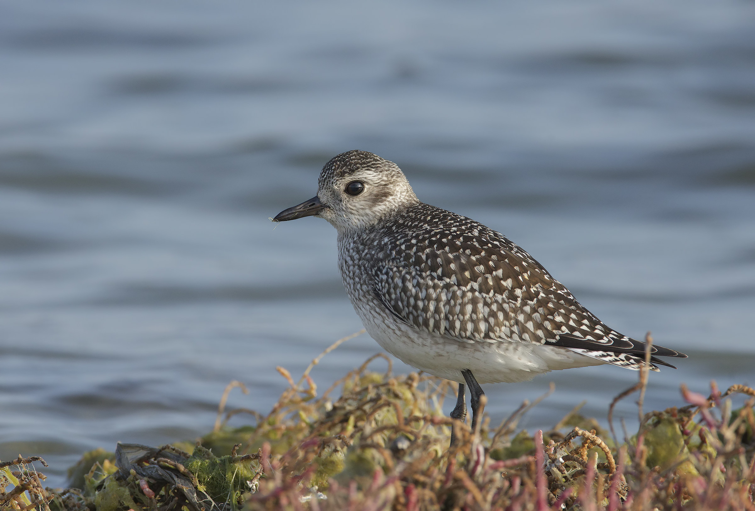 pivieressa (pluvialis squatarola)....verso sinistra