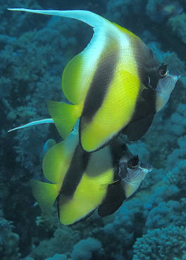 Heniochus diphreutes