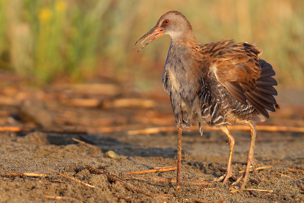 Water Rail