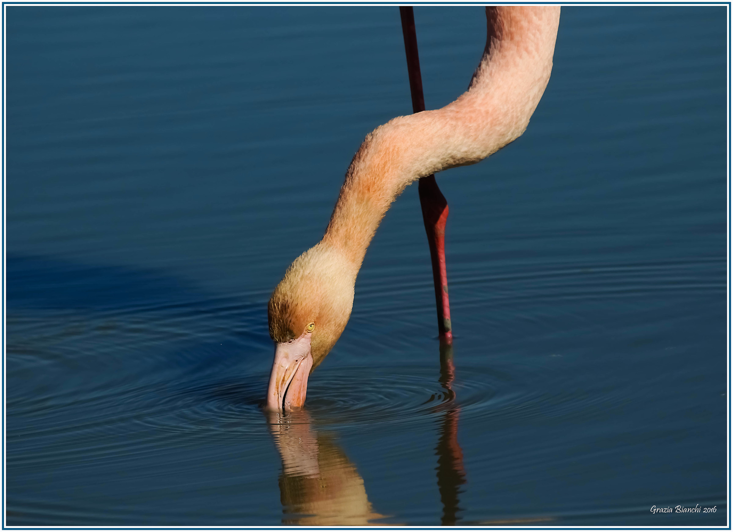 Flamingo - Camargue