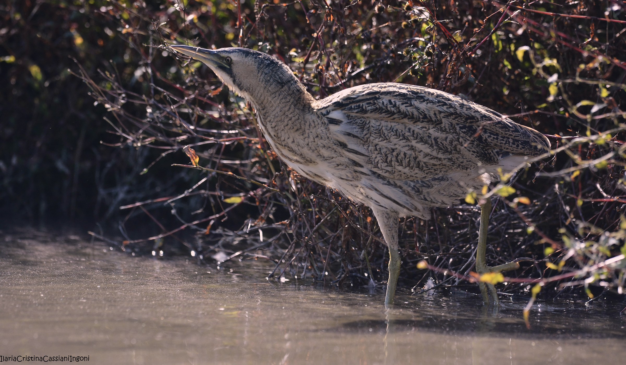 Bittern