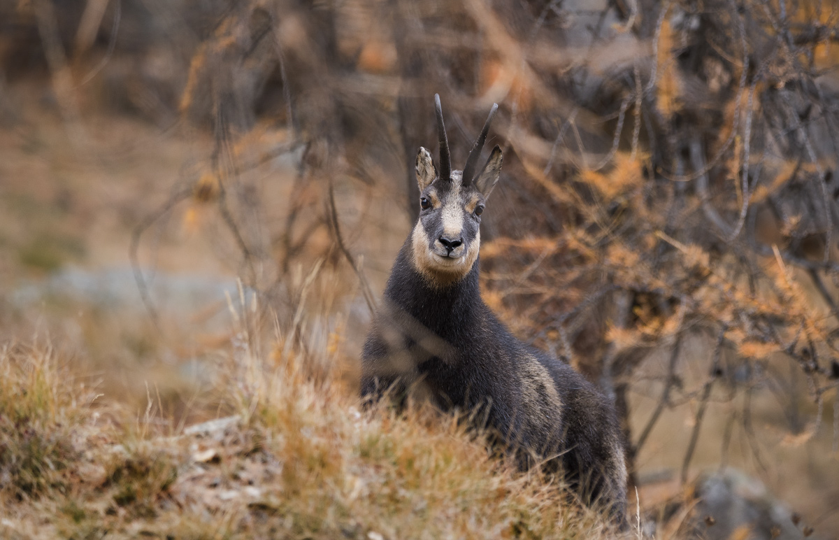 Chamois