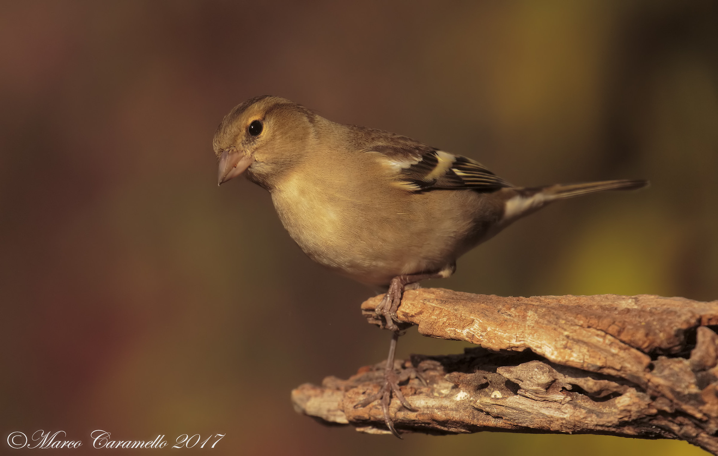 Chaffinch f.