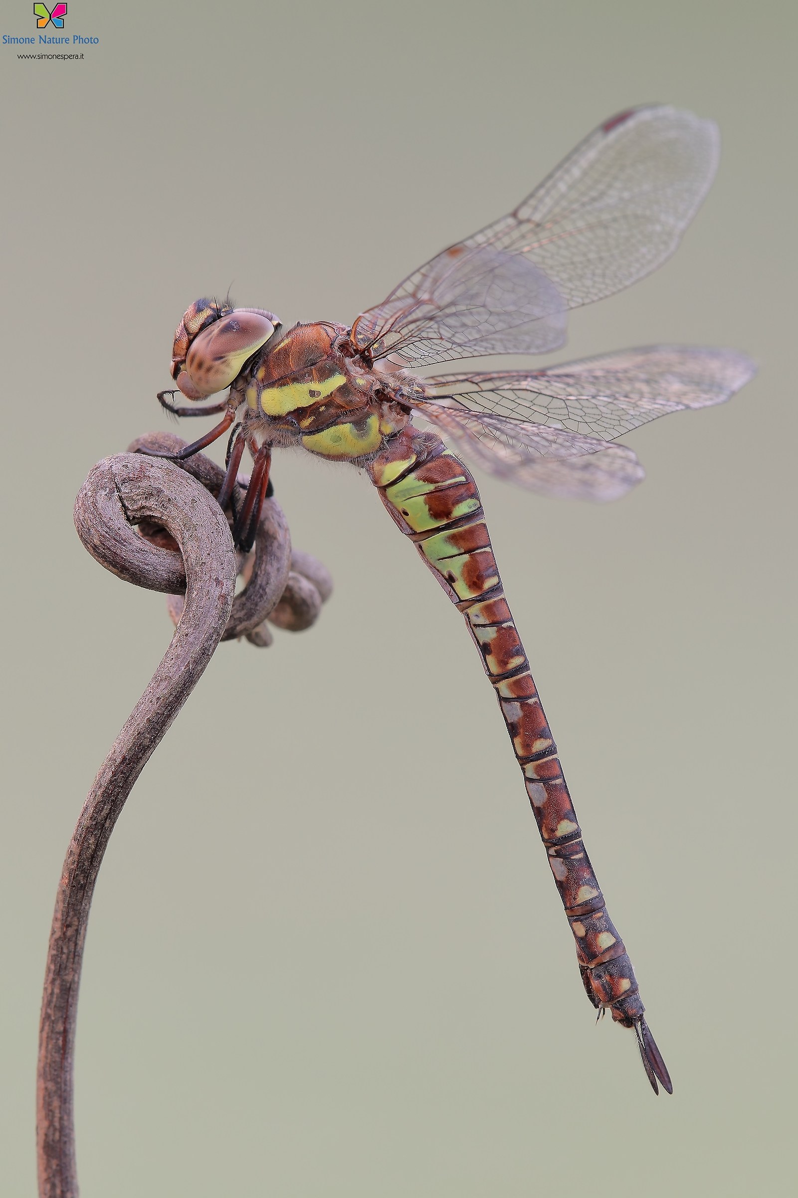 Aeshna mixta (Latreille, 1805) &female;