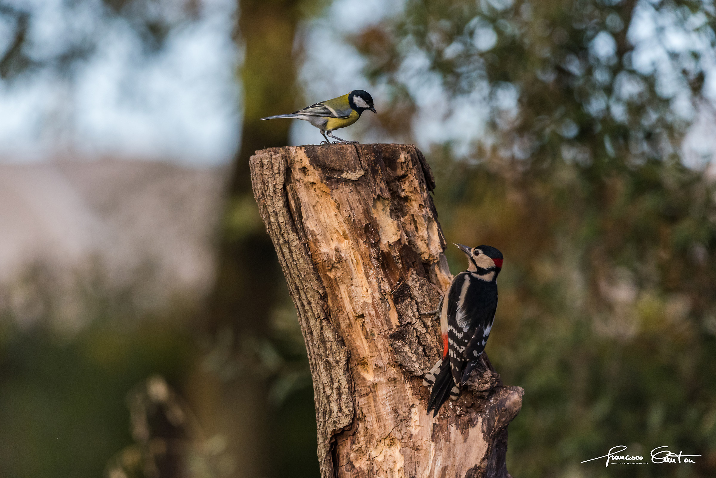 woodpecker and dumbbell