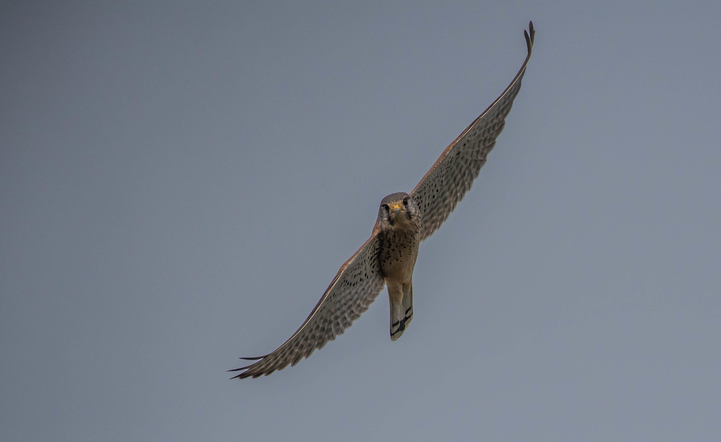 kestrel