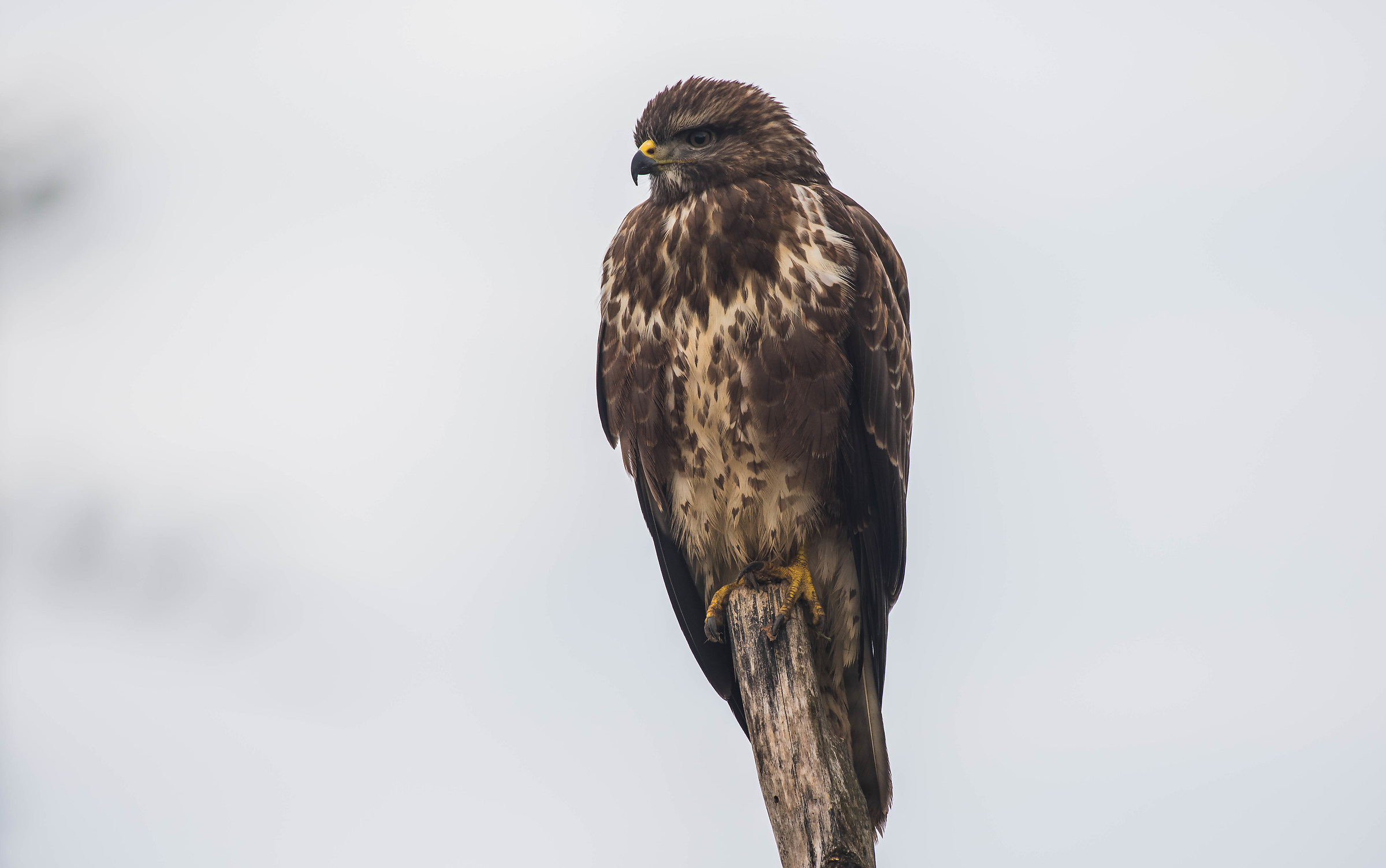 buzzard