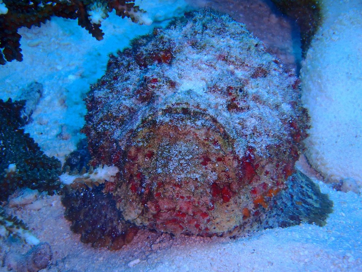 pesce pietra - walea - micronesia