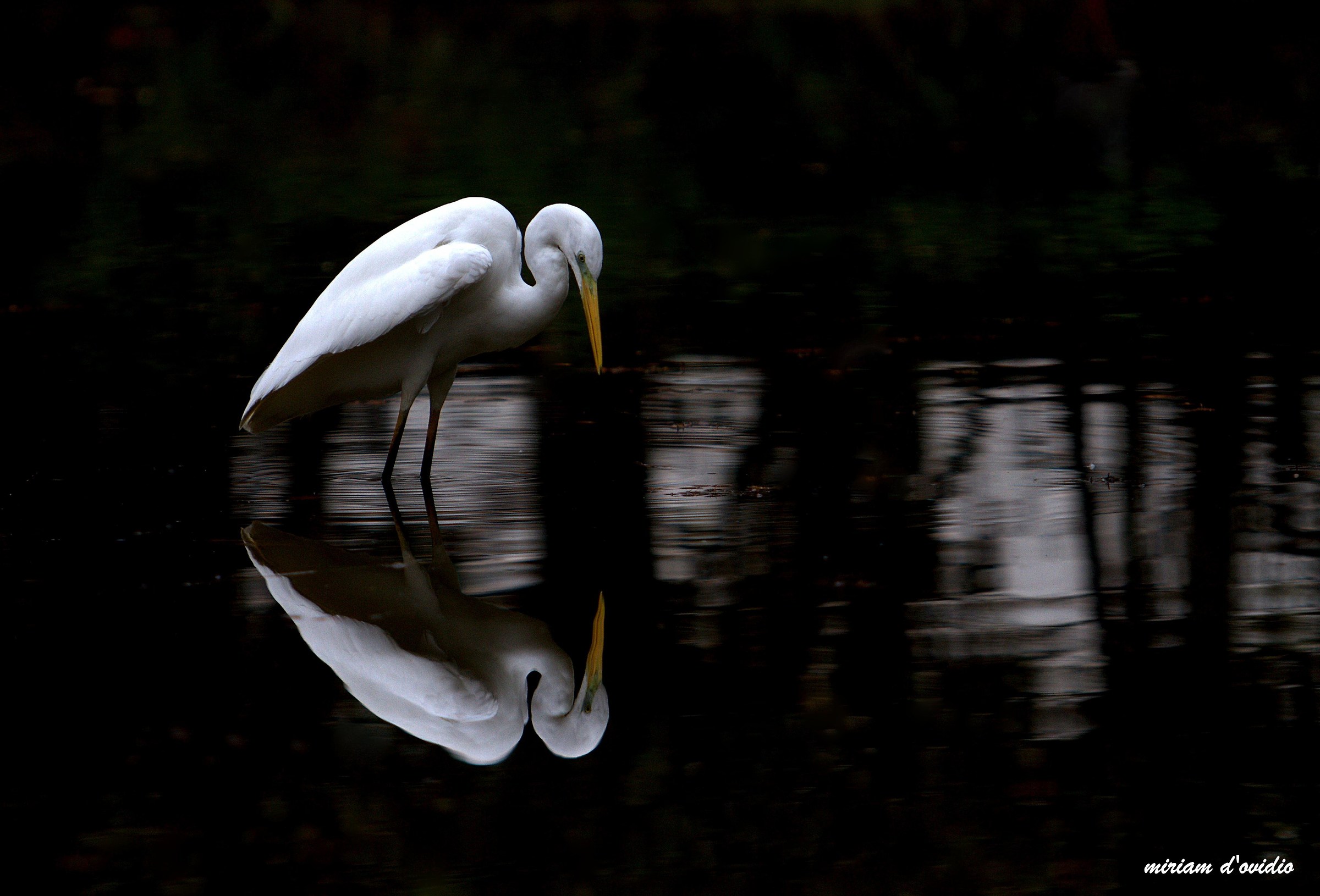 Big White Heron