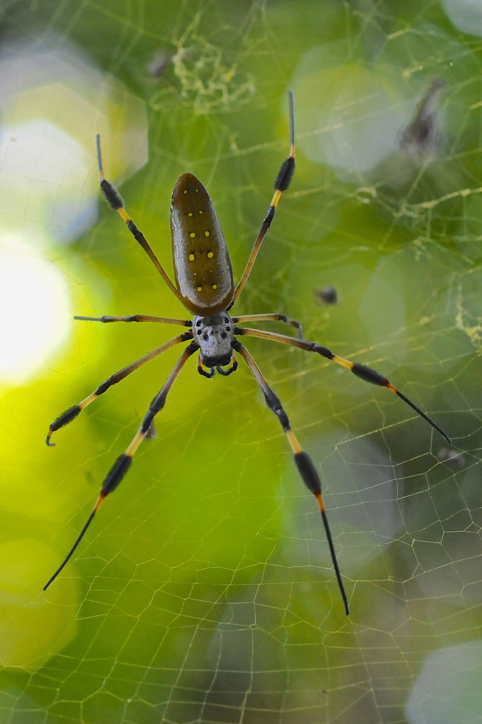Ragno delle banane, Costa Rica