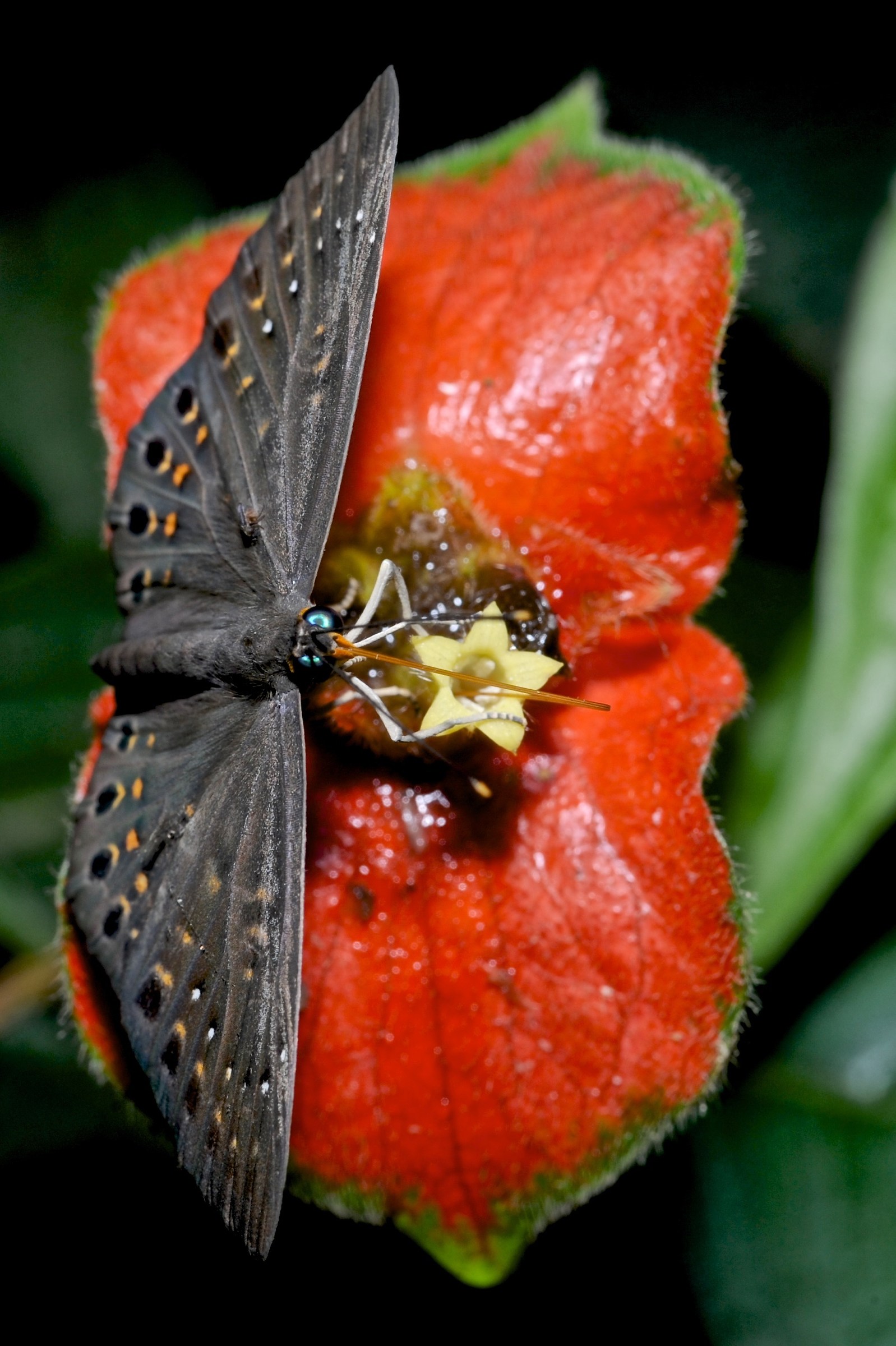 Butterfly, Costa Rica