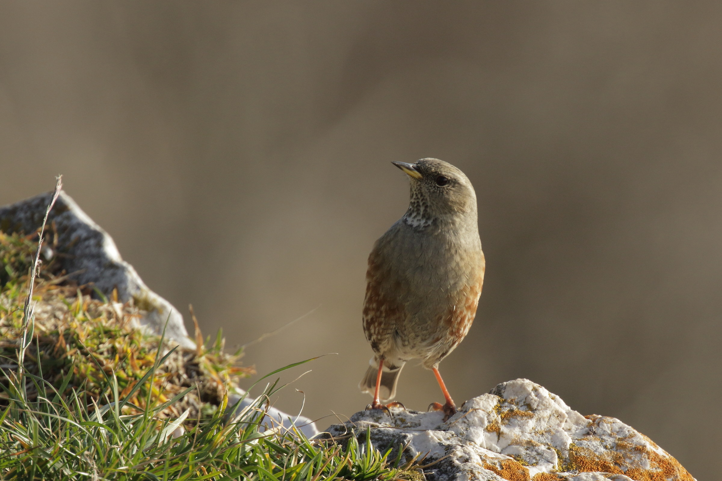 Accentor