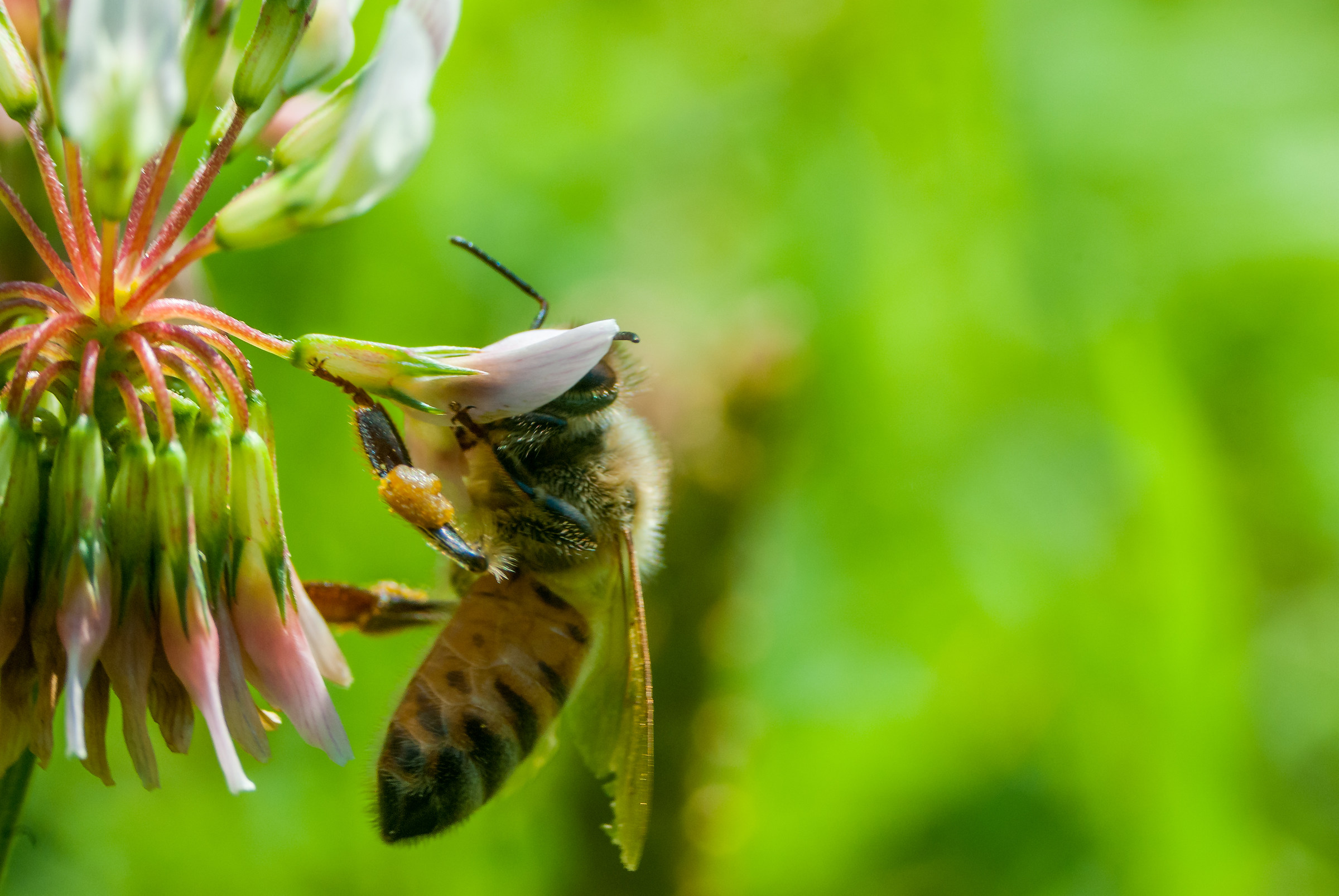 the apple of the bee