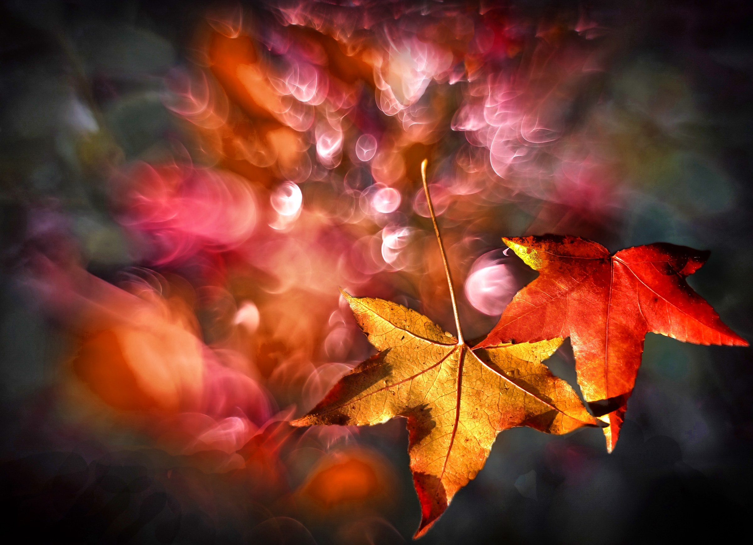 it is like in winter on the trees the leaves