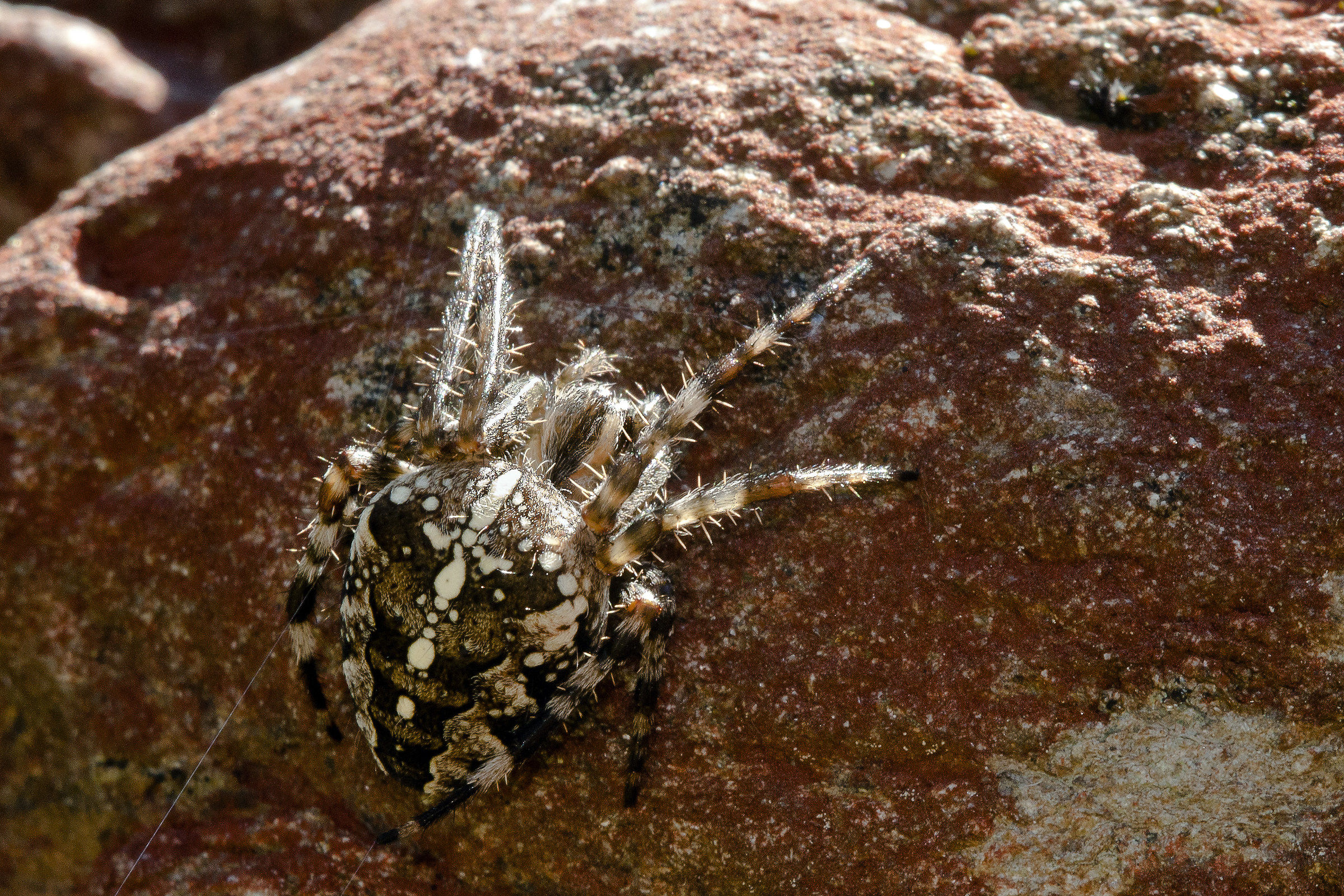 Araneus diadematus