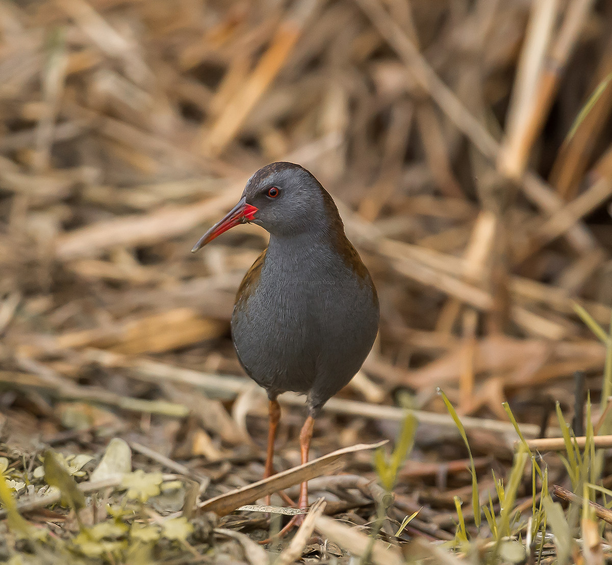 porciglione  (Rallus aquaticus)