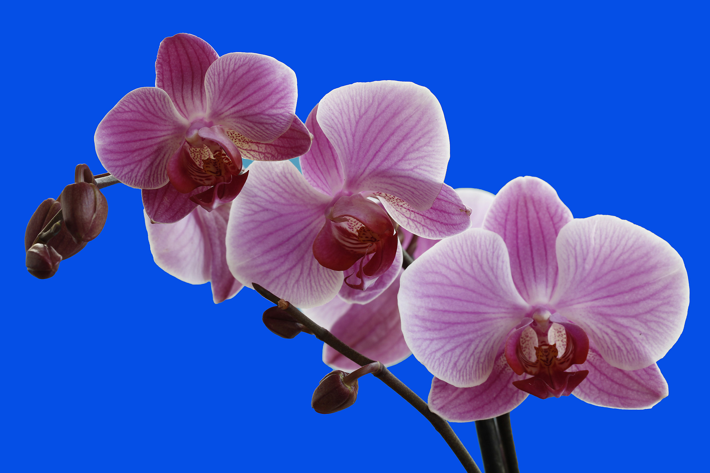 Orchidea 2