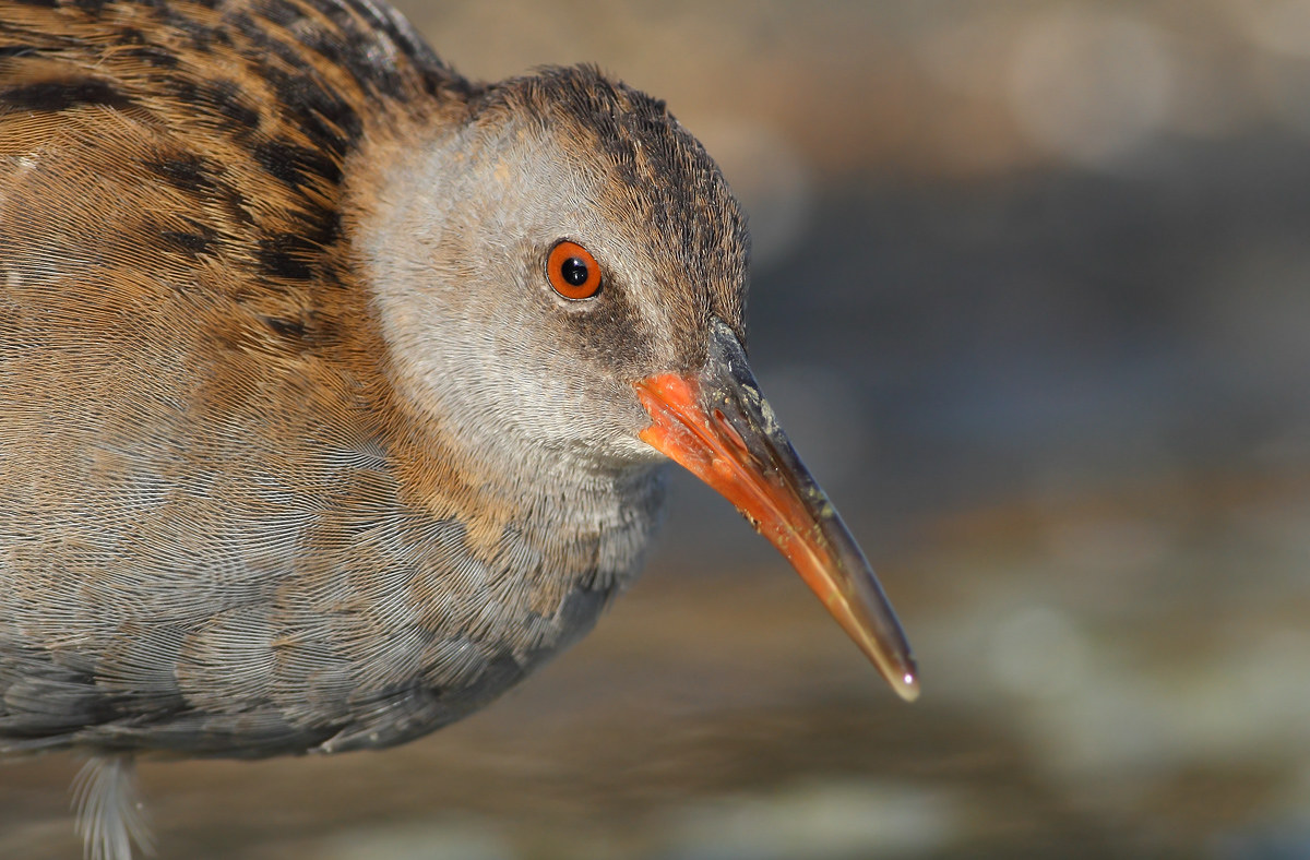Water Rail
