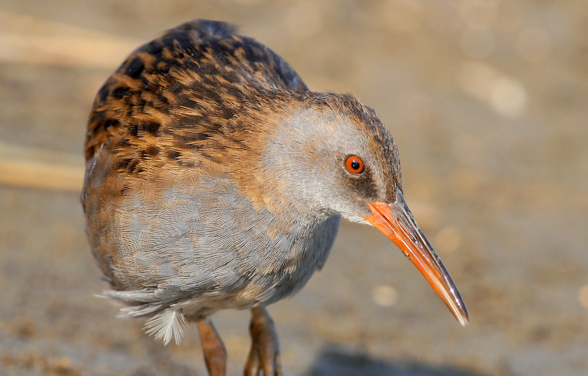 Water Rail
