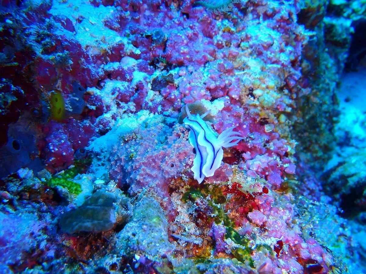 nudibranco - walea