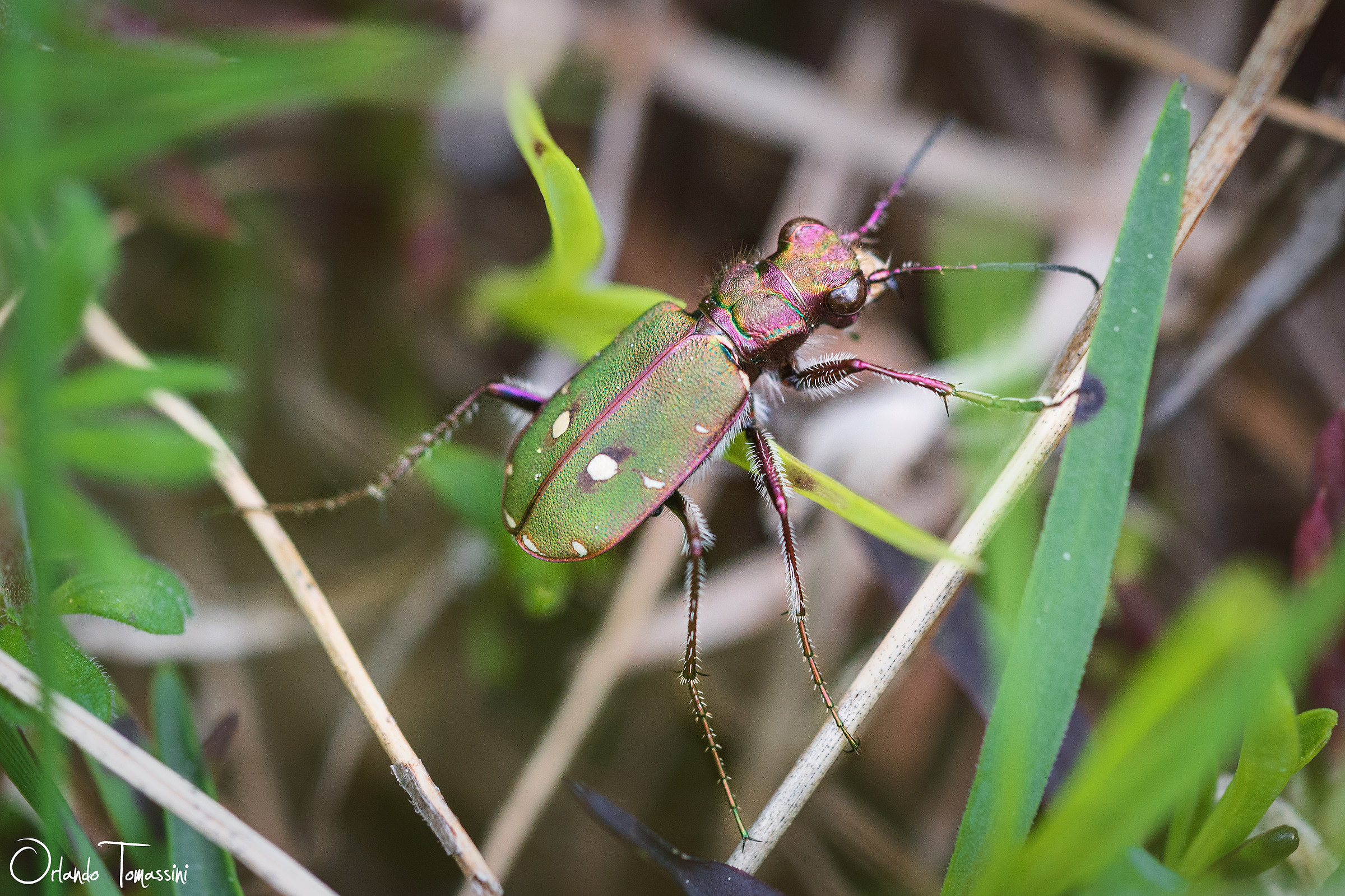 Insetto cromato incredibilmente veloce e sfuggente