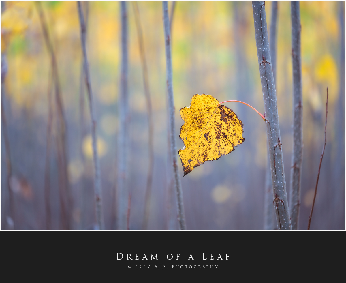 Dream of a Leaf