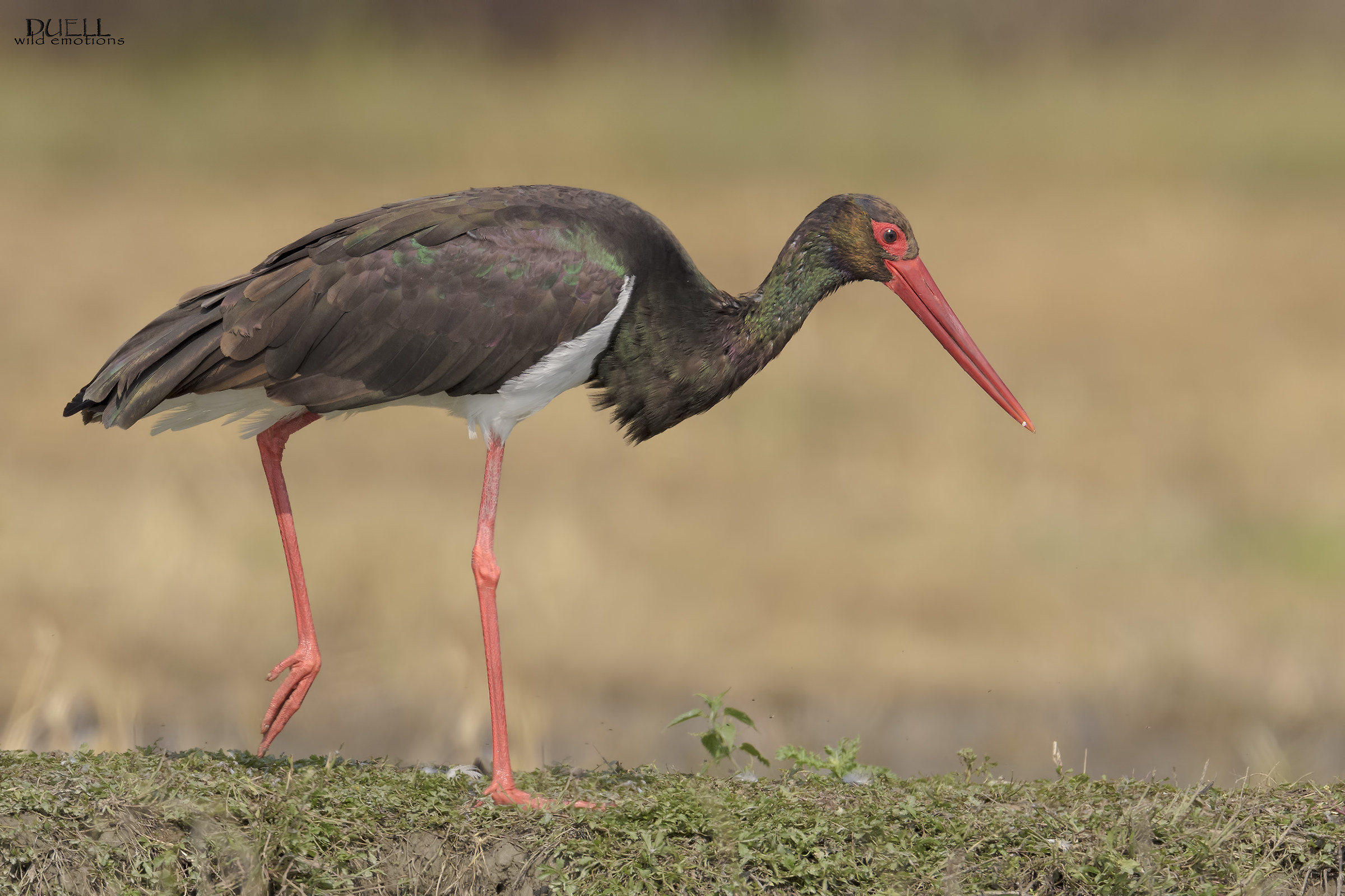 black stork