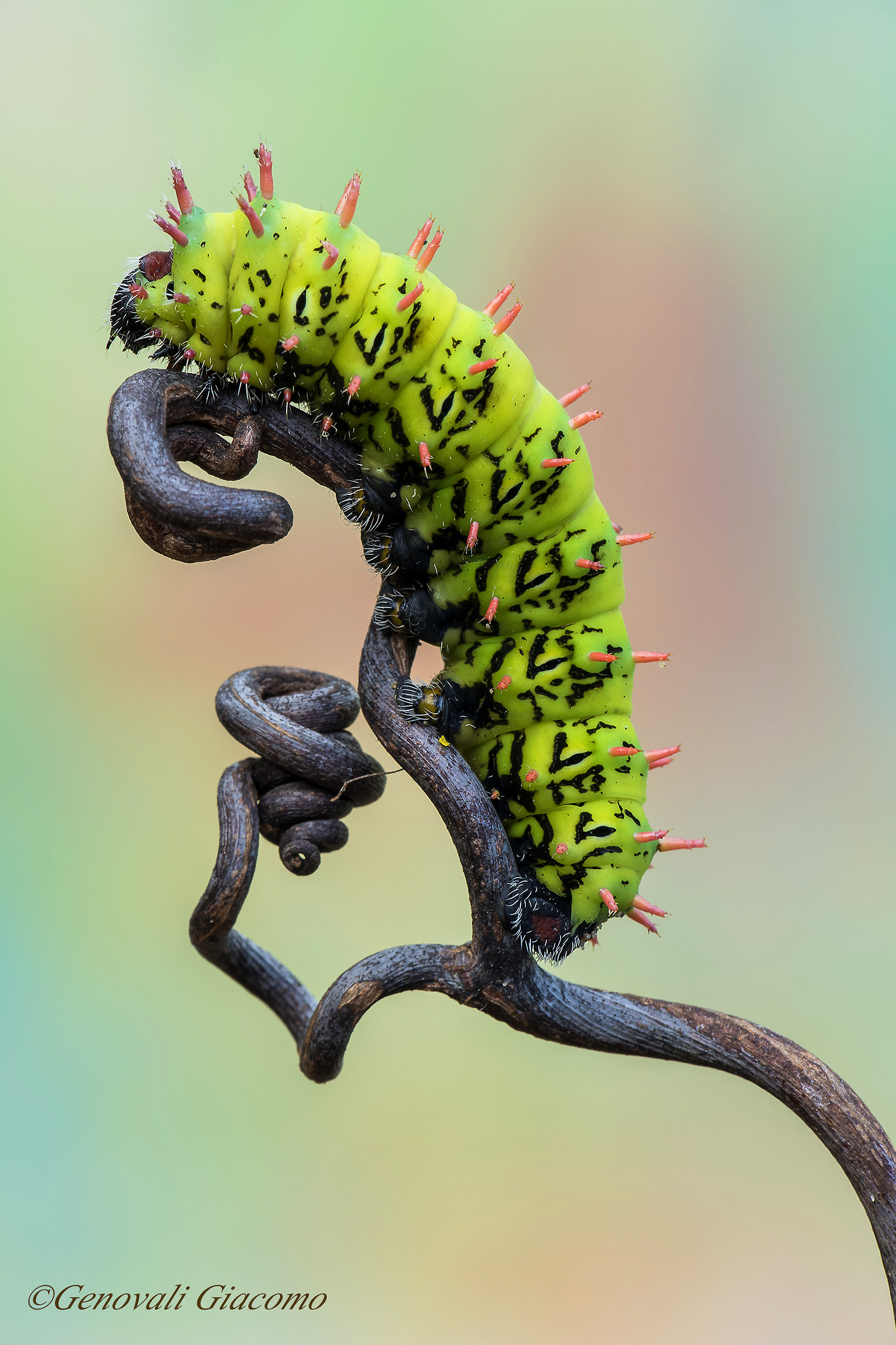 bruco di antherina suraka