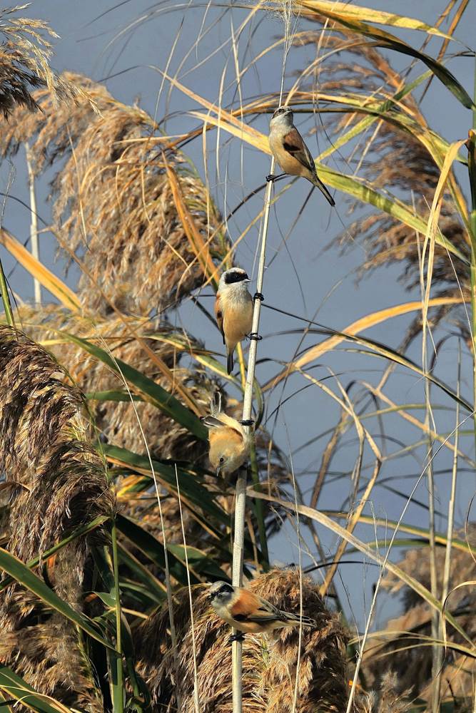 cordata di 4 pendolini