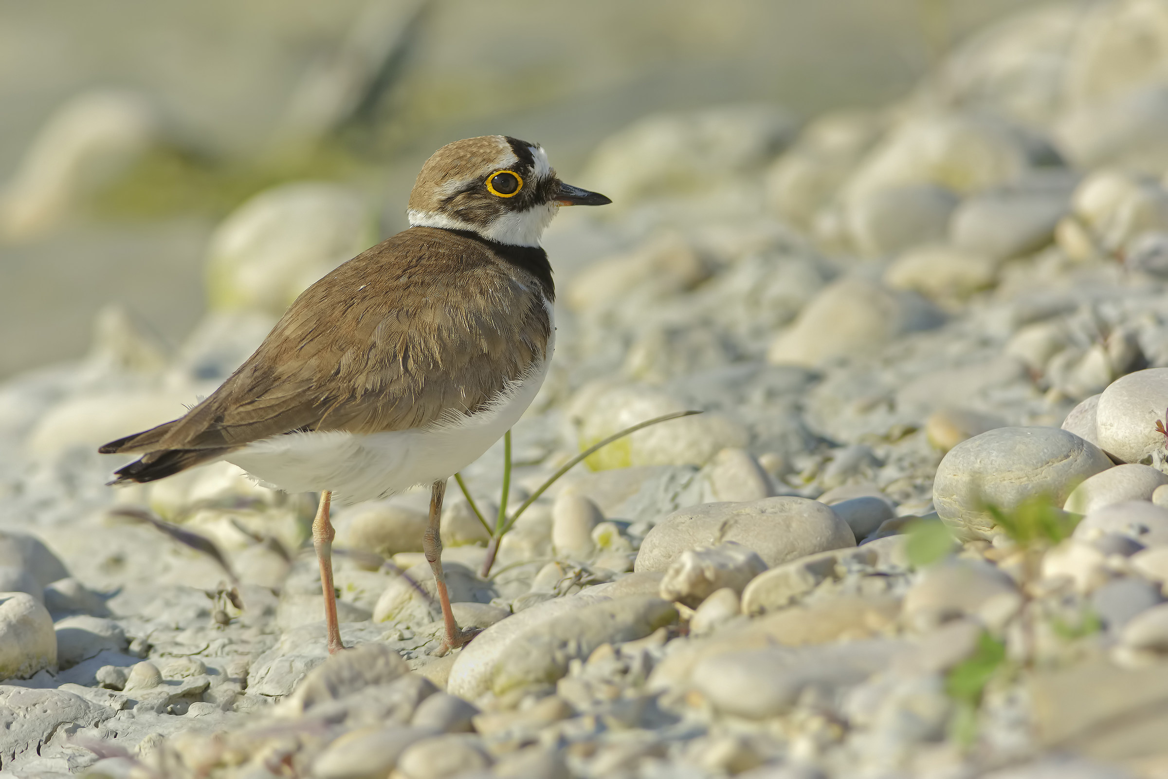 Small courier (Charadrius dubius)