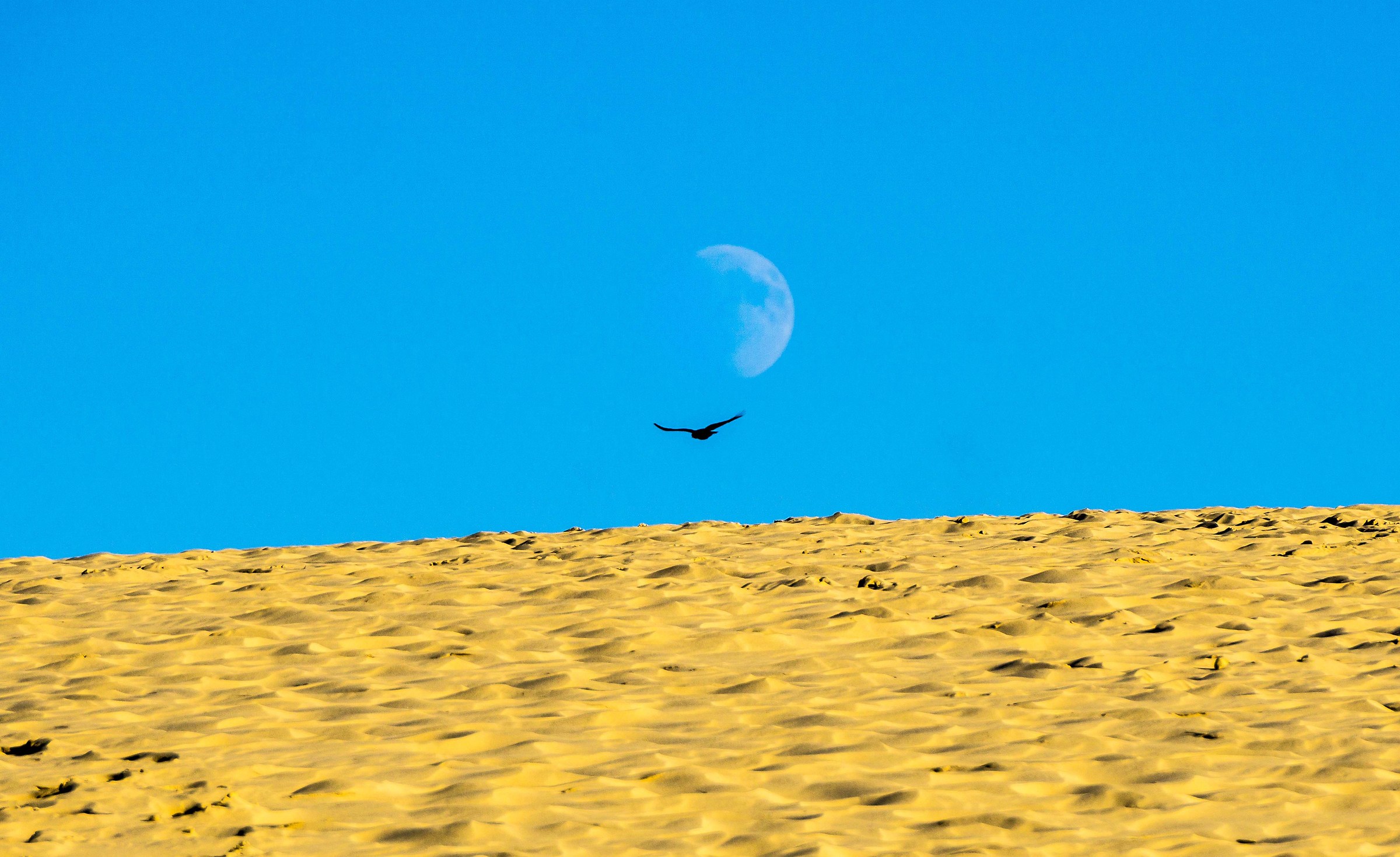 Between the Moon and The Dune ....