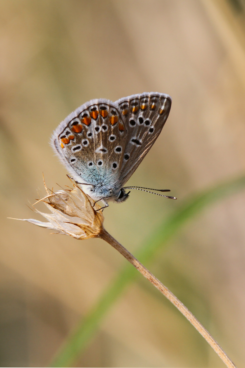 Polyommatus Icarus - Icarus