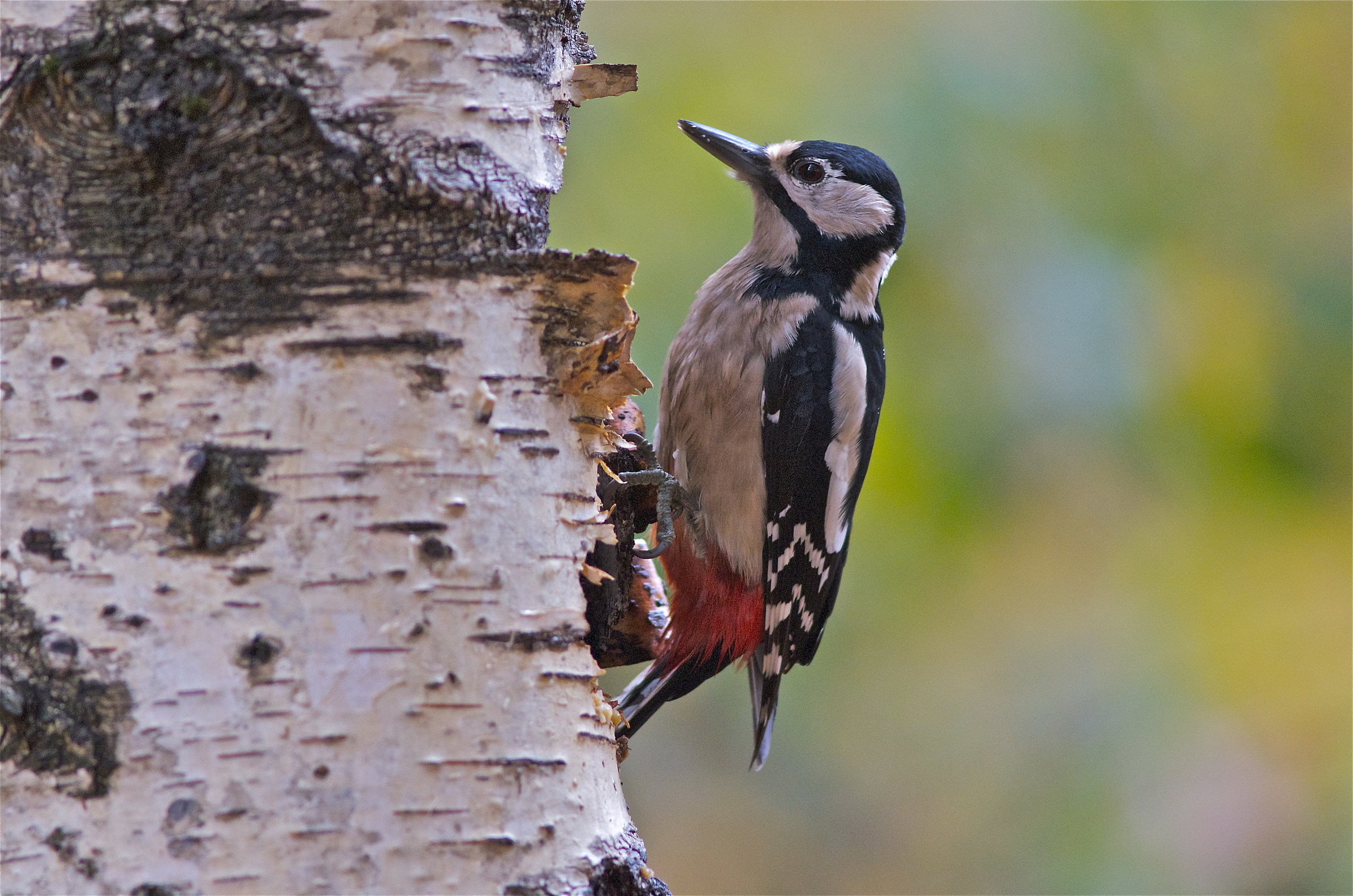 Big red woodpecker