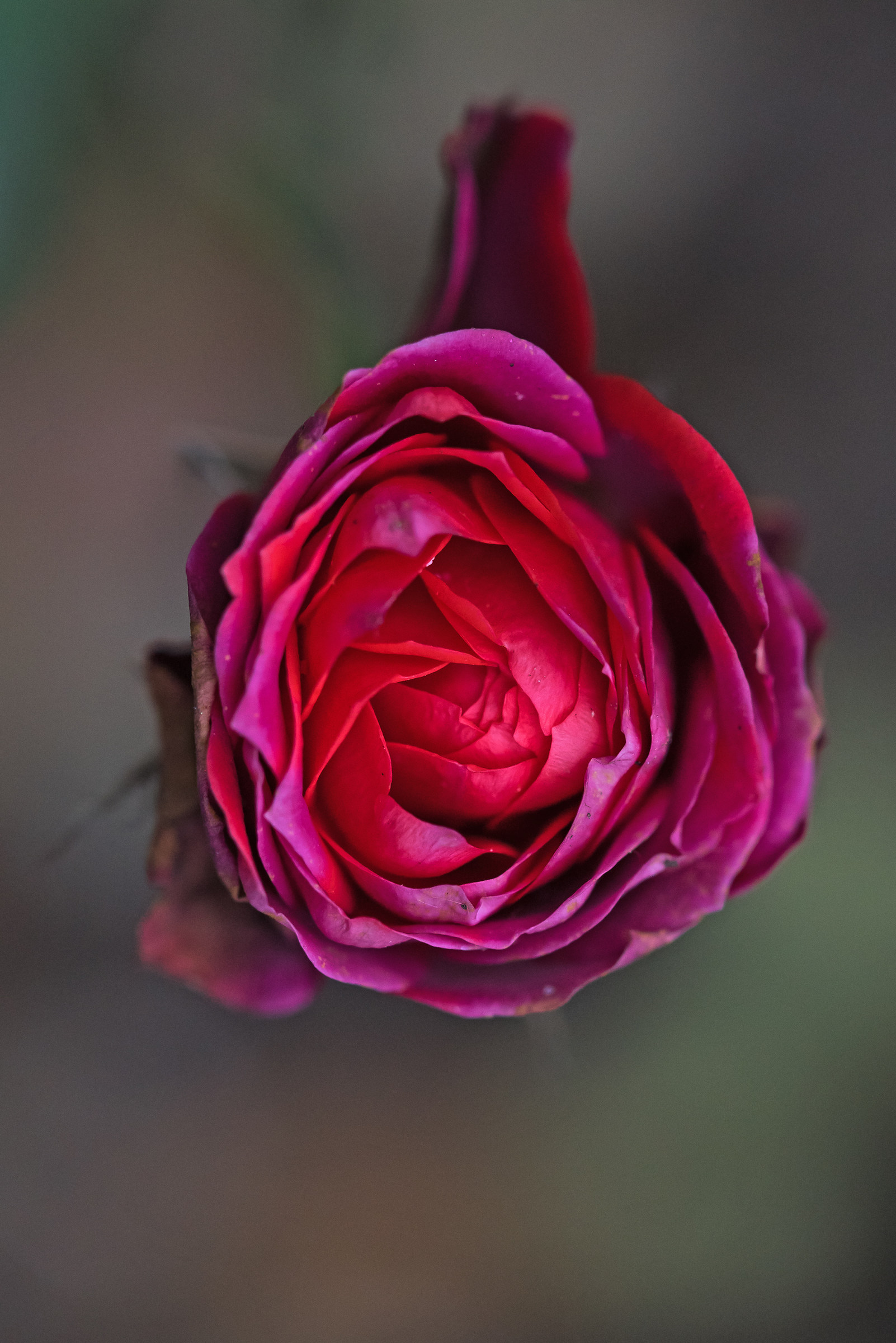 Ultima rosa dell'anno