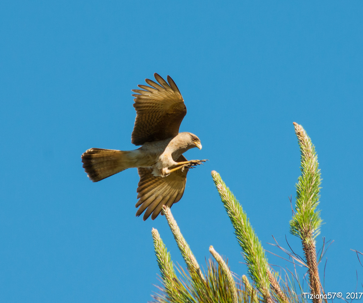 Chimango caracara