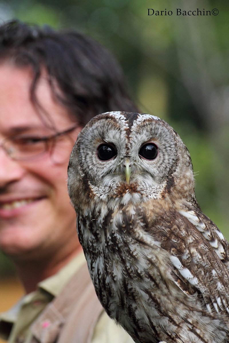Allocco (Strix aluco) con istruttore