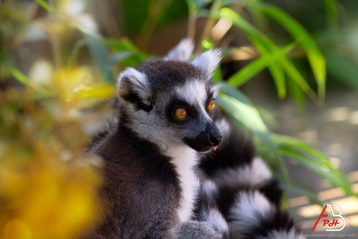 Lemuri