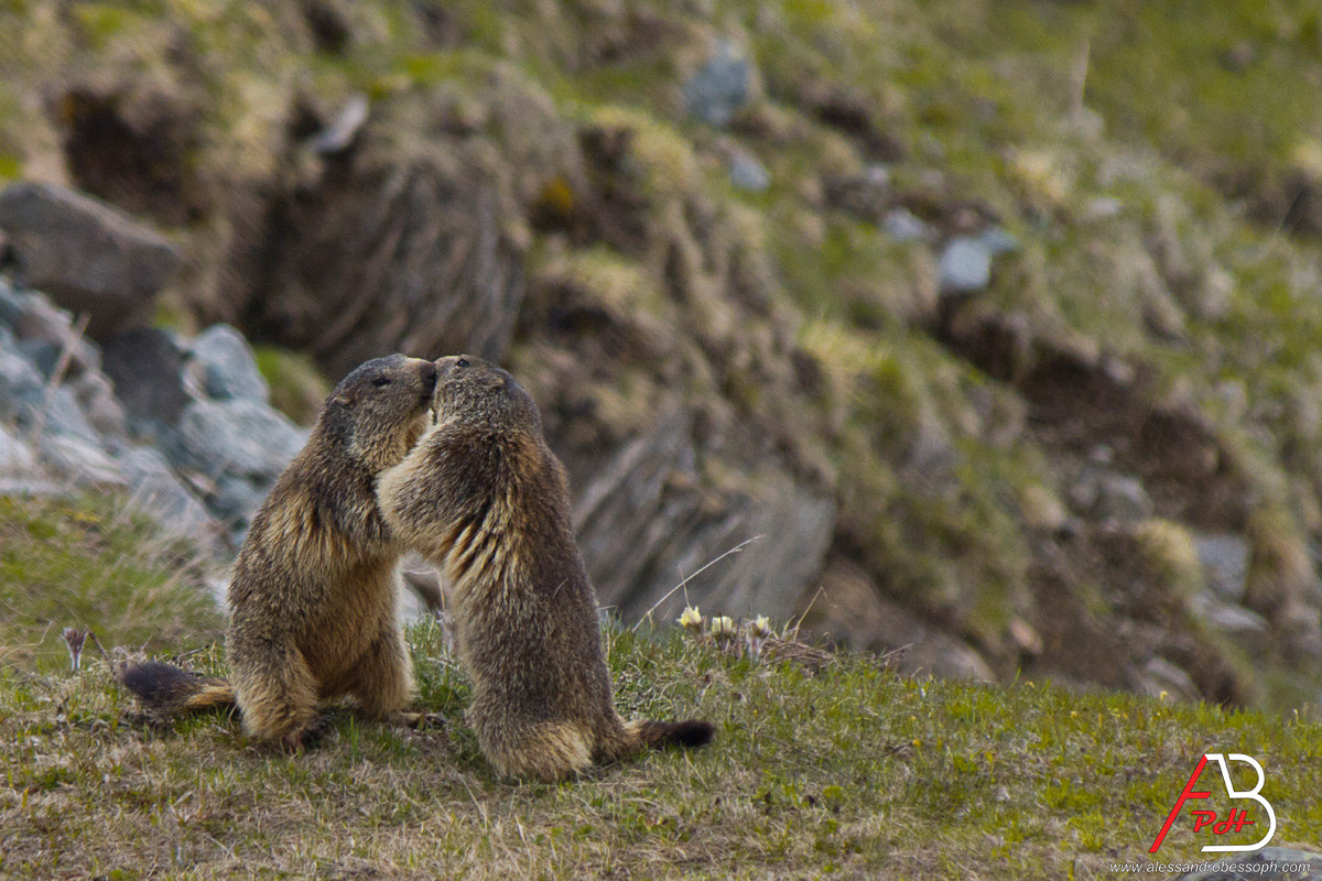 Marmotta Kiss