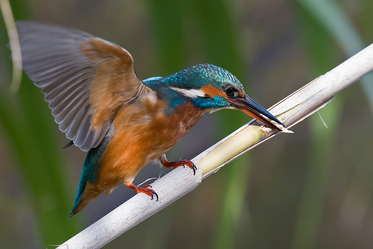 Kingfisher