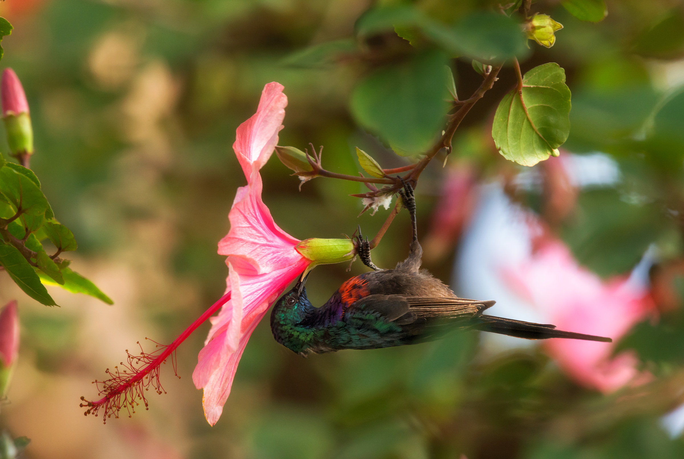 Red-chested Sunbird , Uganda