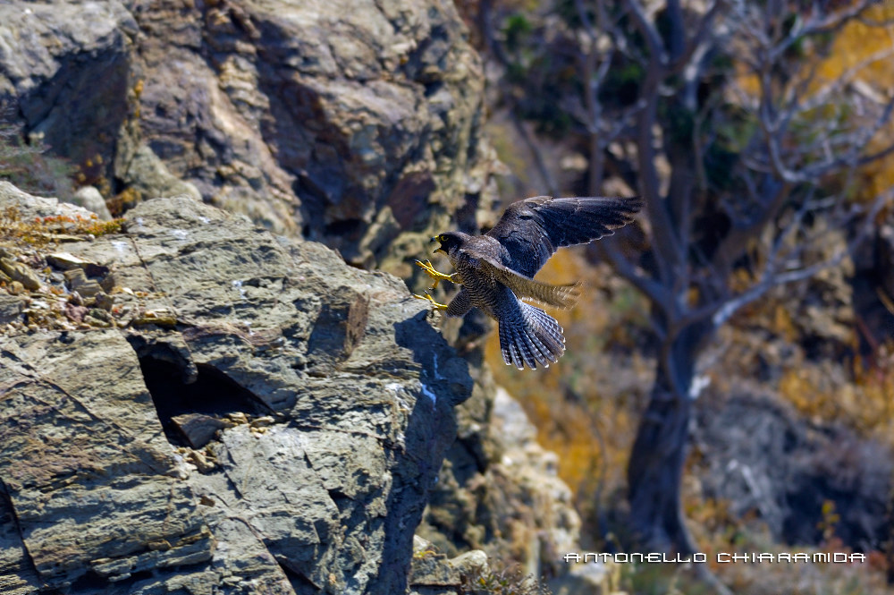 Falco Pilgrim Female Sardinian