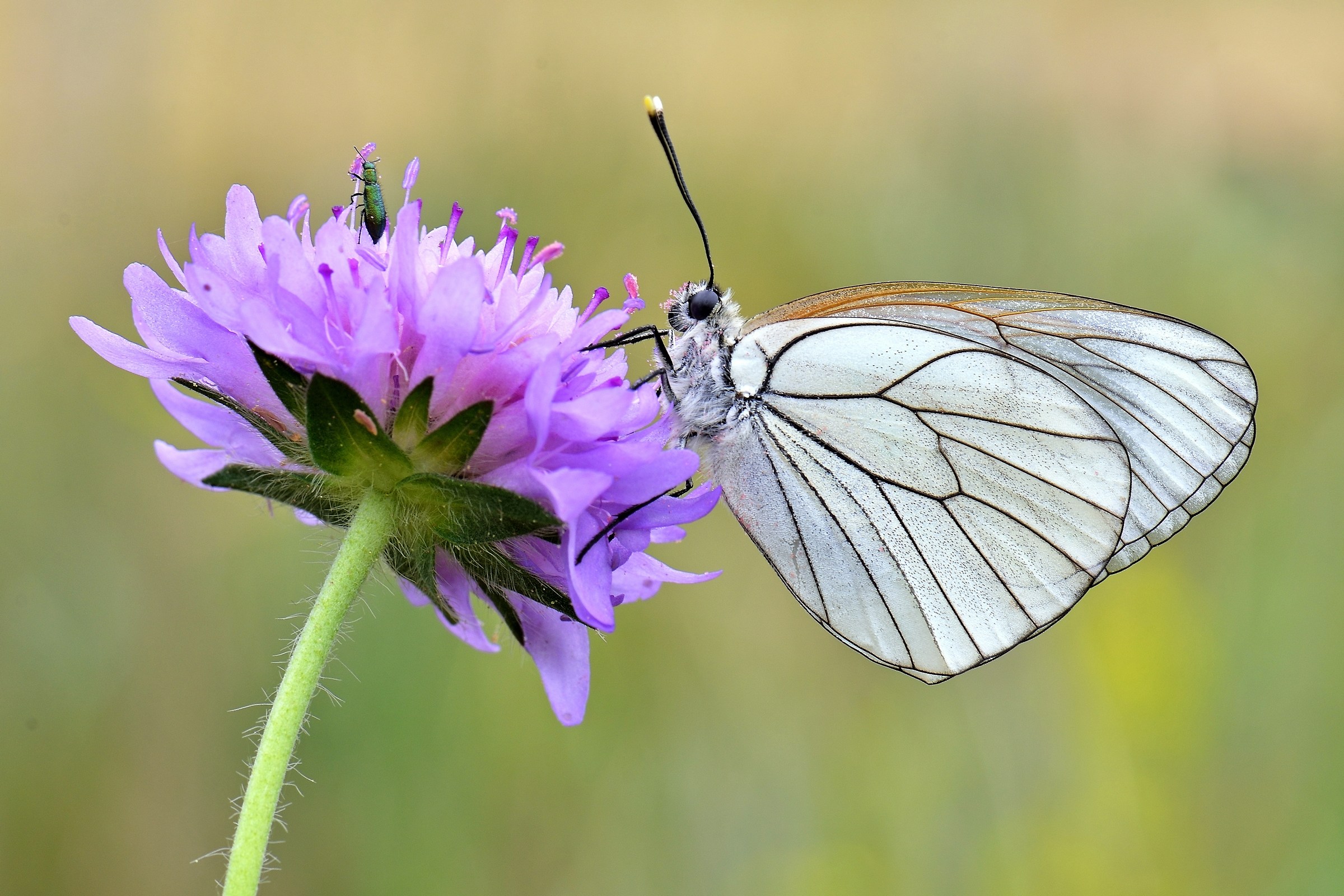 Il fiore e i suoi ospiti...