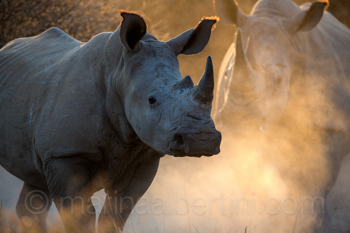 white rhino at dawn