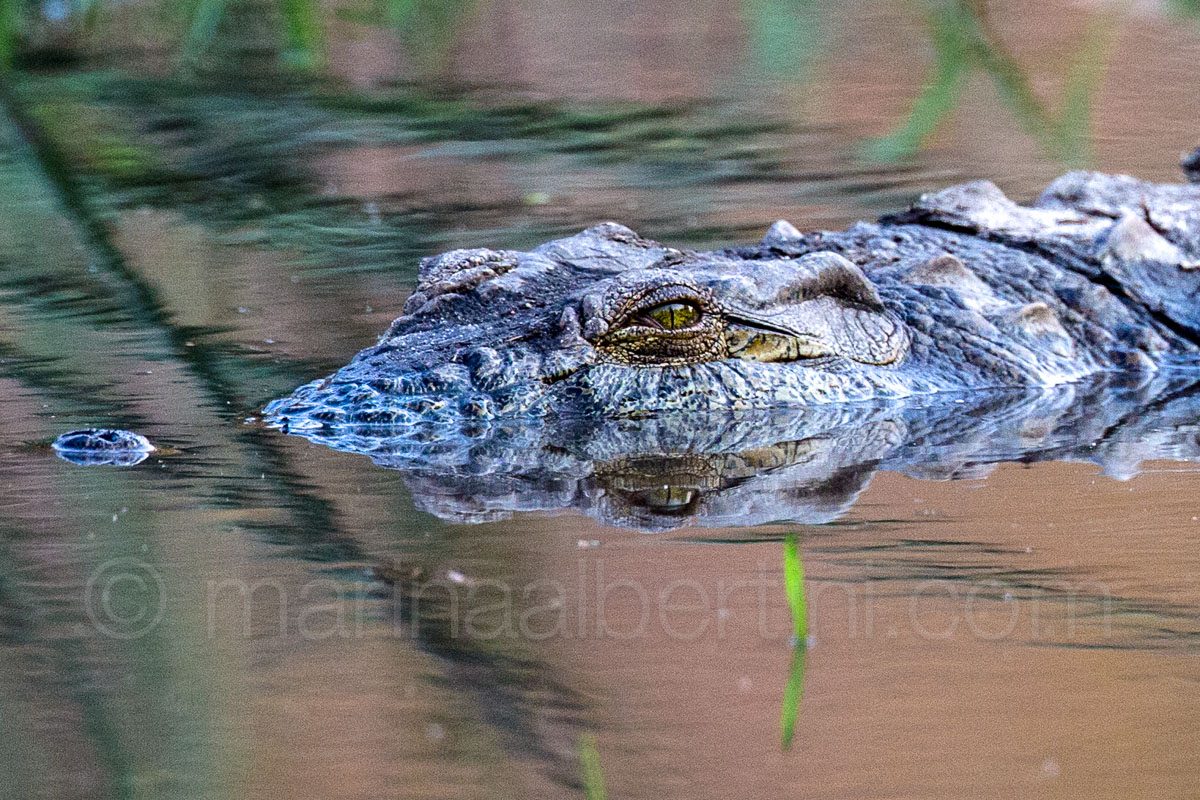 crocodile