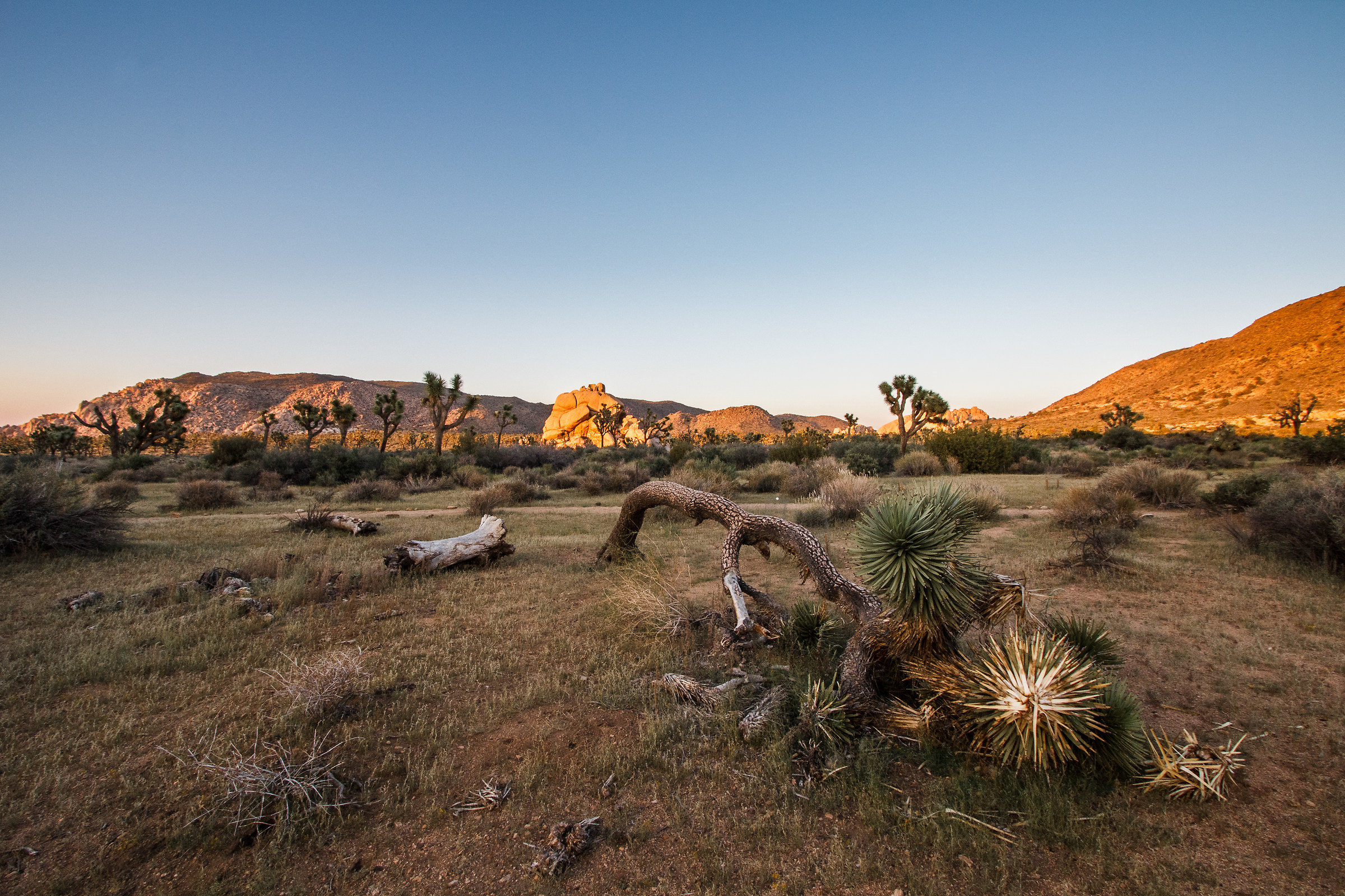 Joshua tree