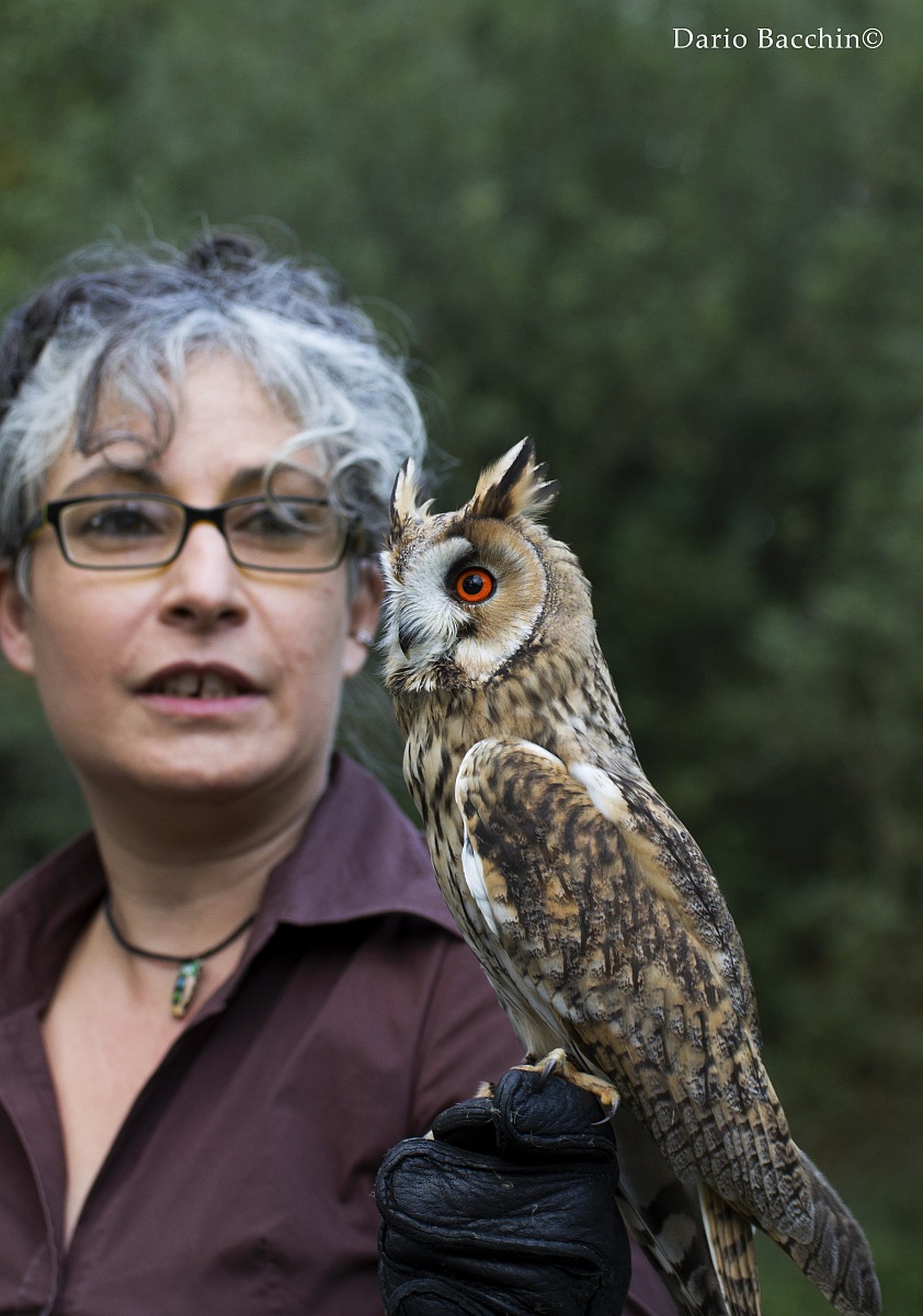 Gufo comune (Asio otus) con istruttrice