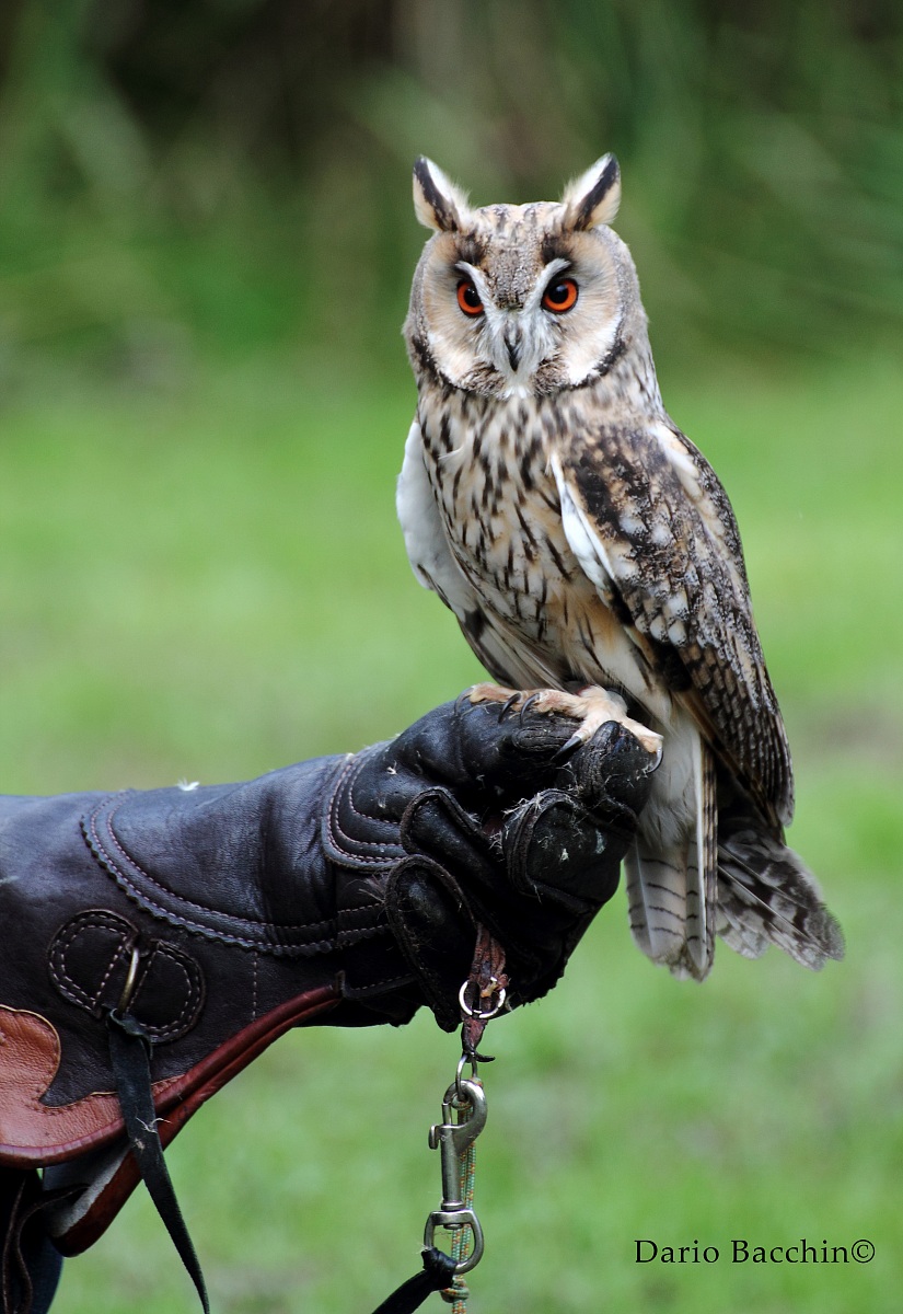 Gufo comune (Asio otus) su guanto