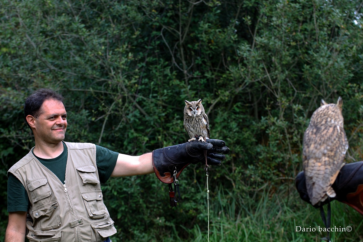 Gufo comune (Asio otus)