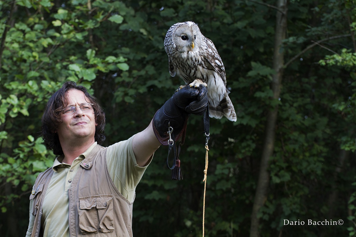 Allocco degli Urali (Strix Uralensis)