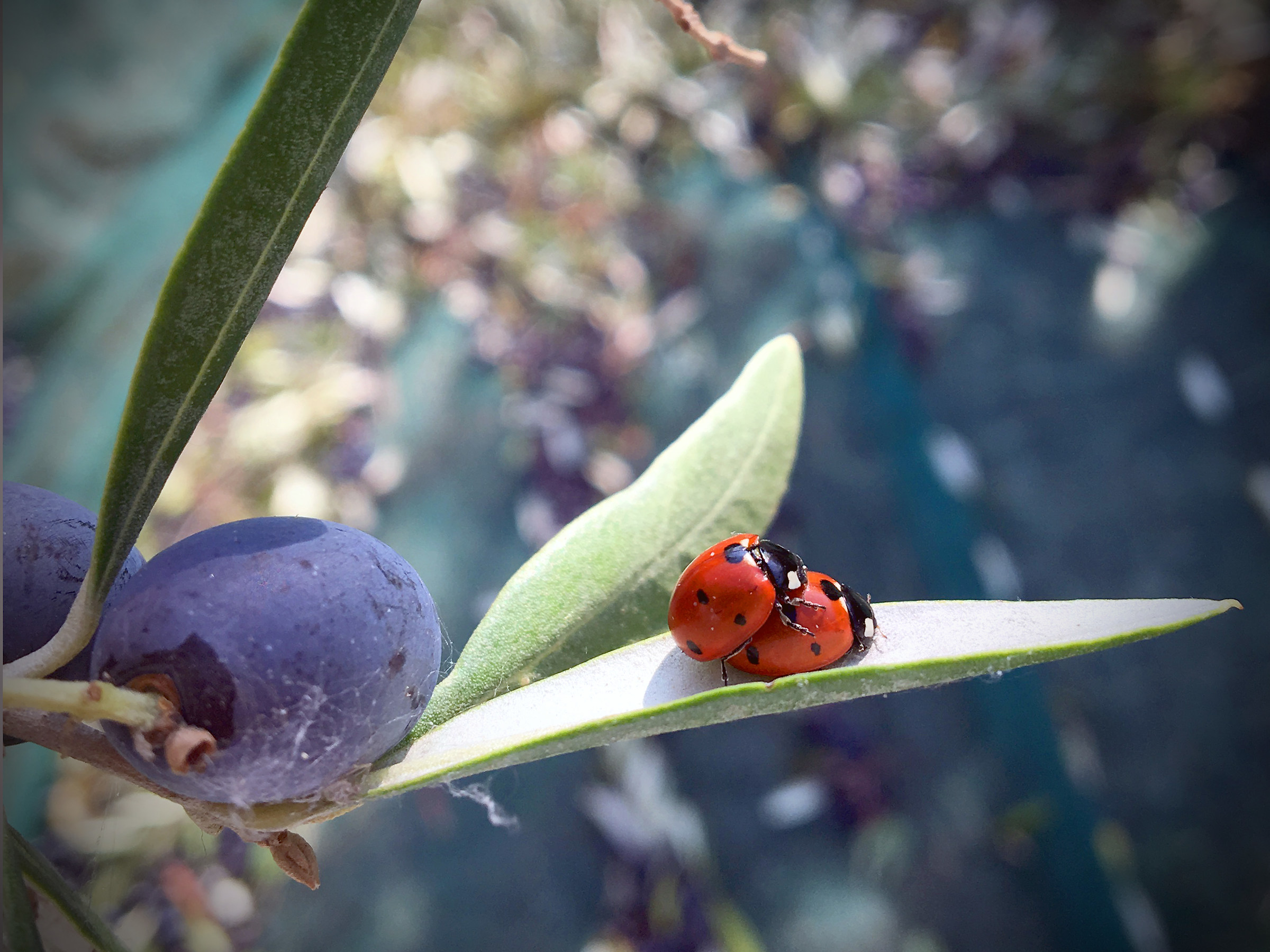 picked olives